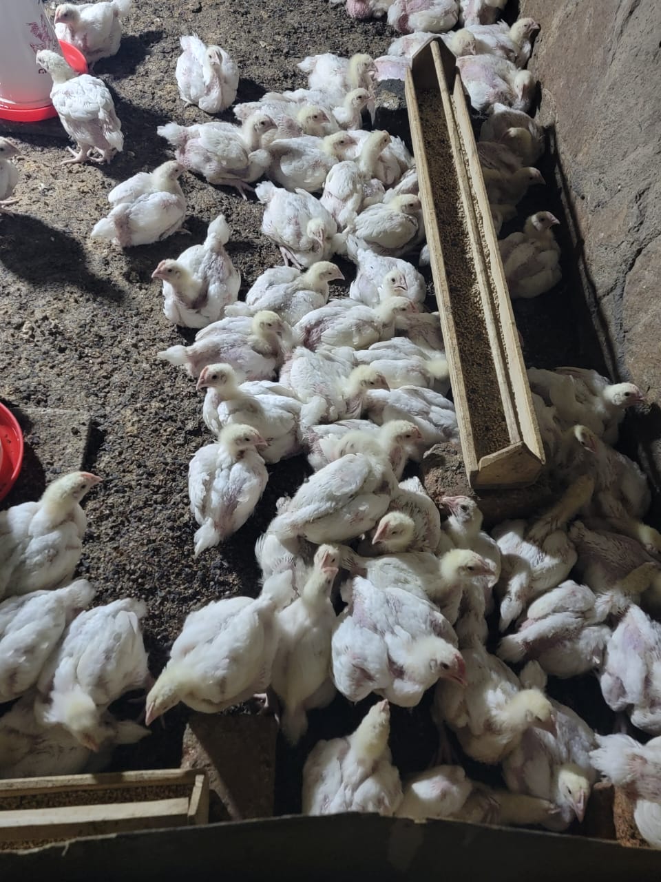 Skills: Poultry farming project